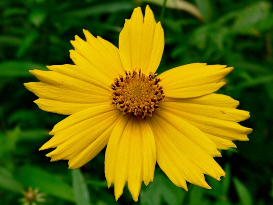 {Coreopsis lanceolata}